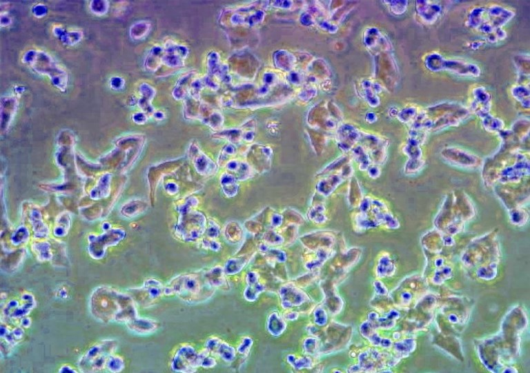Gp5d cell line